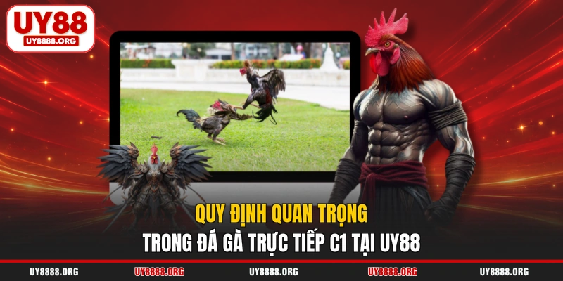 Quy định quan trọng trong đá gà trực tiếp C1 tại UY88 Quy định quan trọng trong đá gà trực tiếp C1 tại UY88